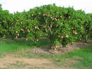 Blog 16Best Mango Exporter in Pakistan Best Mango Exporter in Pakistan