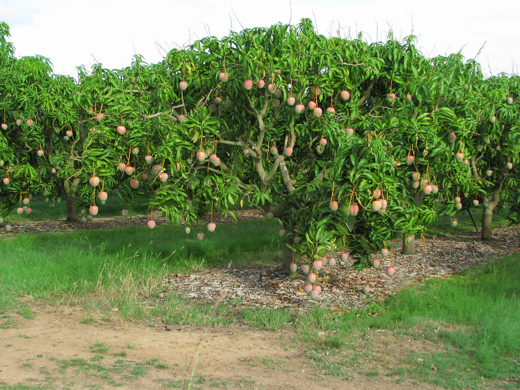 Best Mango Exporter in Pakistan