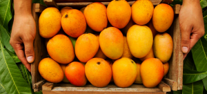 Blog 13Best Mango Exporter in Pakistan Different Types of Mangoes Available in Pakistan
