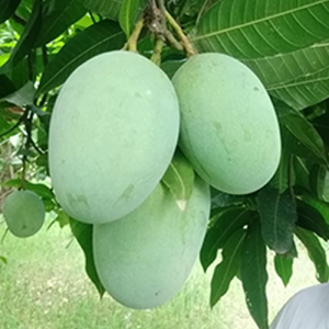 Blog 15Best Mango Exporter in Pakistan Best Mango Exporter in Pakistan