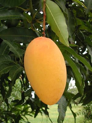 Best Mango Exporter in Pakistan
