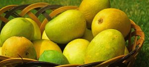 Blog 19Best Mango Exporter in Pakistan Best Mango Exporter in Pakistan